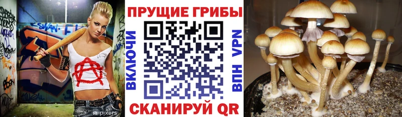 Псилоцибиновые грибы мицелий  наркошоп  Кириши 